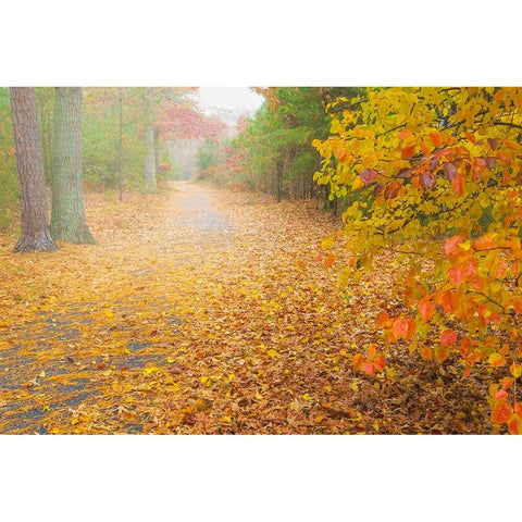 USA-New Jersey-Cape May Leaf-covered road through autumn forest Black Modern Wood Framed Art Print by Jaynes Gallery