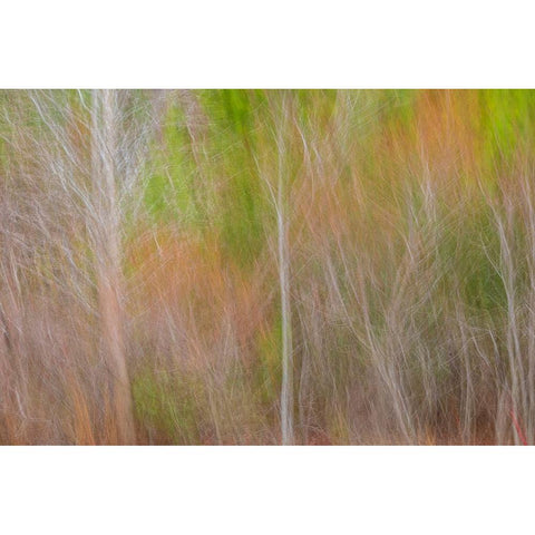 USA-New Jersey-Cape May Abstract of trees in autumn foliage Black Modern Wood Framed Art Print with Double Matting by Jaynes Gallery