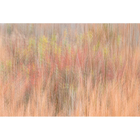 USA-New Jersey-Cape May Abstract of trees in autumn foliage Black Modern Wood Framed Art Print with Double Matting by Jaynes Gallery