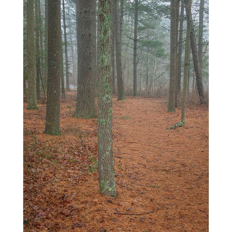 USA-New Jersey-Pine Barrens National Preserve Foggy forest landscape Gold Ornate Wood Framed Art Print with Double Matting by Jaynes Gallery