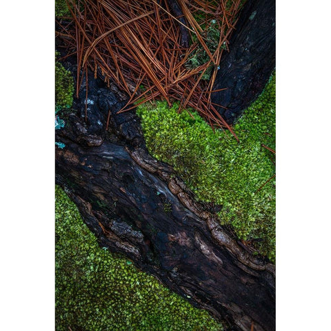 USA-New Jersey-Pine Barrens National Preserve Close-up of log and pine needles White Modern Wood Framed Art Print by Jaynes Gallery