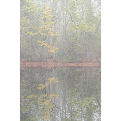 USA-New Jersey-Pine Barrens National Preserve Foggy forest landscape reflects in lake Black Modern Wood Framed Art Print with Double Matting by Jaynes Gallery