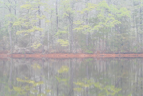 USA-New Jersey-Pine Barrens National Preserve Foggy forest landscape reflects in lake Black Ornate Wood Framed Art Print with Double Matting by Jaynes Gallery