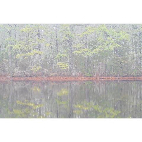 USA-New Jersey-Pine Barrens National Preserve Foggy forest landscape reflects in lake Black Modern Wood Framed Art Print by Jaynes Gallery
