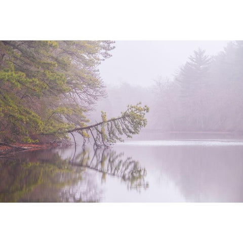USA-New Jersey-Pine Barrens National Preserve Foggy forest landscape reflects in lake Black Modern Wood Framed Art Print with Double Matting by Jaynes Gallery