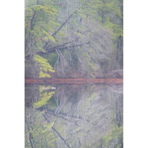 USA-New Jersey-Pine Barrens National Preserve Foggy forest landscape reflects in lake Black Modern Wood Framed Art Print by Jaynes Gallery