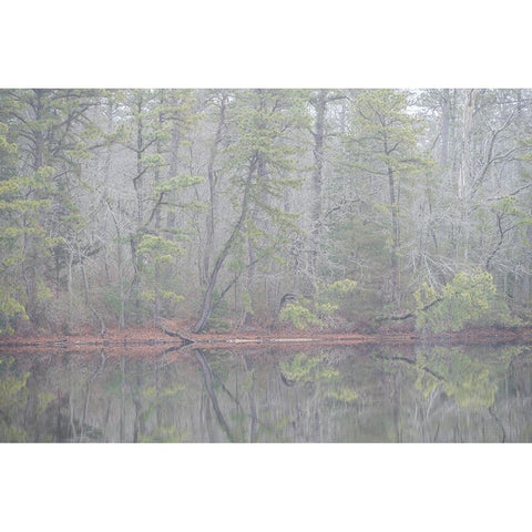 USA-New Jersey-Pine Barrens National Preserve Foggy forest landscape reflects in lake Black Modern Wood Framed Art Print by Jaynes Gallery