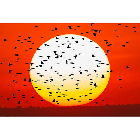 Red-winged blackbird flock silhouetted Bosque del Apache National Wildlife Refuge Black Modern Wood Framed Art Print by Jones, Adam