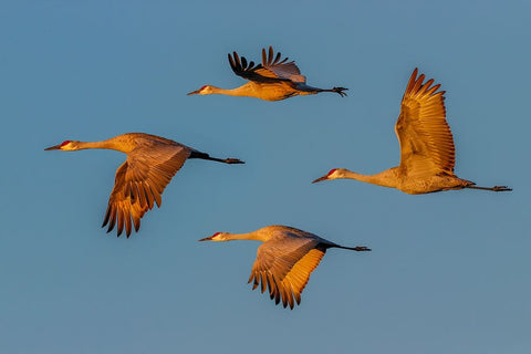 Sandhill crane flying Bosque del Apache National Wildlife Refuge-New Mexico White Modern Wood Framed Art Print with Double Matting by Jones, Adam