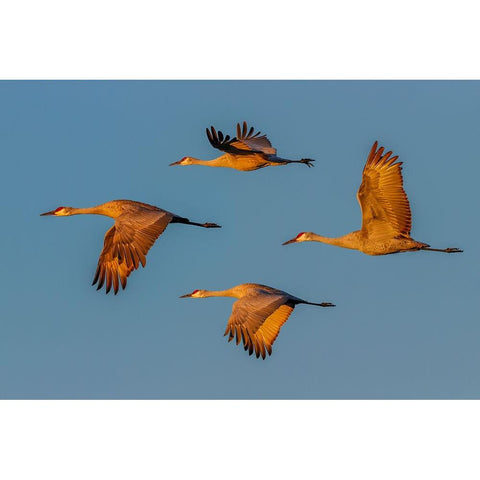 Sandhill crane flying Bosque del Apache National Wildlife Refuge-New Mexico Black Modern Wood Framed Art Print with Double Matting by Jones, Adam