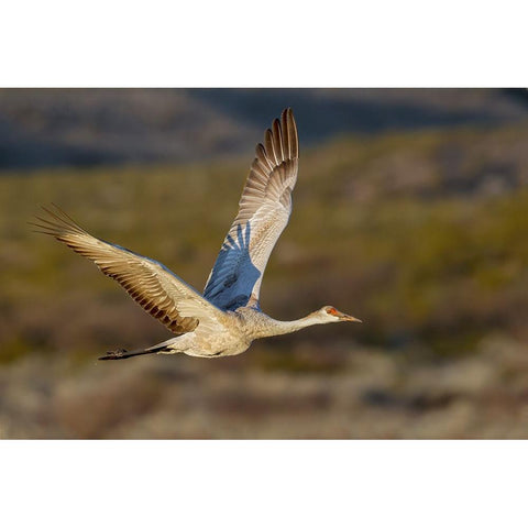 Sandhill crane flying Bosque del Apache National Wildlife Refuge-New Mexico Black Modern Wood Framed Art Print by Jones, Adam