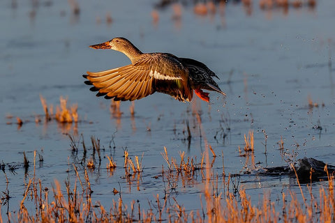 Female Northern shoveler flying Bosque del Apache National Wildlife Refuge-New Mexico Black Ornate Wood Framed Art Print with Double Matting by Jones, Adam