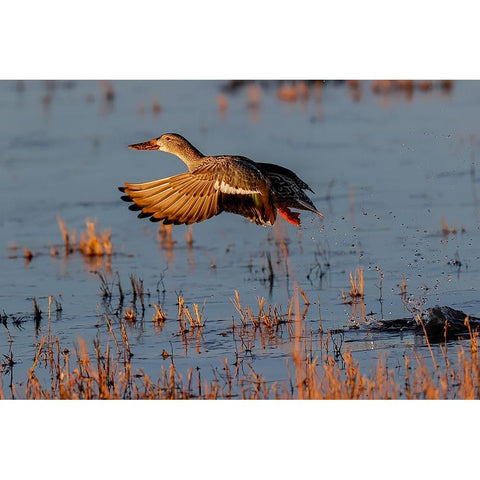 Female Northern shoveler flying Bosque del Apache National Wildlife Refuge-New Mexico White Modern Wood Framed Art Print by Jones, Adam