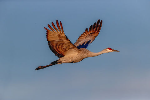 Sandhill crane flying Bosque del Apache National Wildlife Refuge-New Mexico White Modern Wood Framed Art Print with Double Matting by Jones, Adam