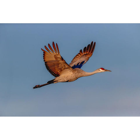 Sandhill crane flying Bosque del Apache National Wildlife Refuge-New Mexico Black Modern Wood Framed Art Print by Jones, Adam