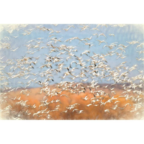 Painting effect on snow geese flying Bosque del Apache National Wildlife Refuge-New Mexico Black Modern Wood Framed Art Print with Double Matting by Jones, Adam