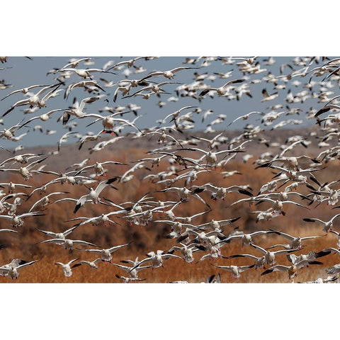 Snow geese flying Bosque del Apache National Wildlife Refuge-New Mexico Gold Ornate Wood Framed Art Print with Double Matting by Jones, Adam