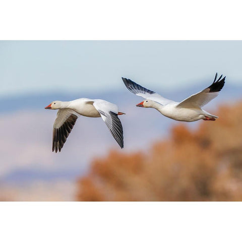 Snow geese flying Bosque del Apache National Wildlife Refuge-New Mexico Black Modern Wood Framed Art Print by Jones, Adam