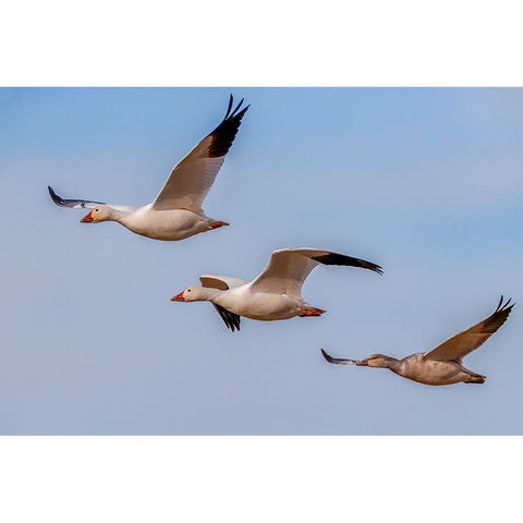 Snow geese flying Bosque del Apache National Wildlife Refuge-New Mexico Black Modern Wood Framed Art Print with Double Matting by Jones, Adam