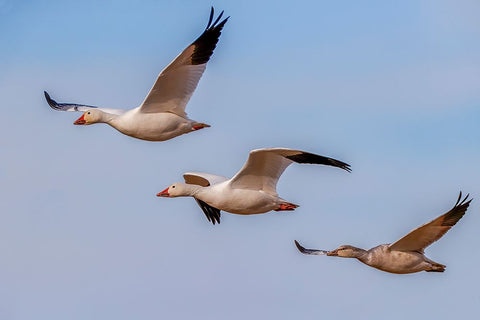 Snow geese flying Bosque del Apache National Wildlife Refuge-New Mexico Black Ornate Wood Framed Art Print with Double Matting by Jones, Adam