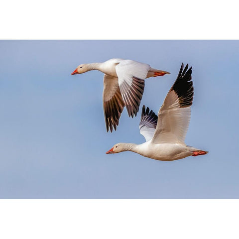Snow geese flying Bosque del Apache National Wildlife Refuge-New Mexico Black Modern Wood Framed Art Print by Jones, Adam