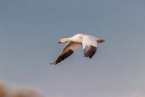 Snow geese flying Bosque del Apache National Wildlife Refuge-New Mexico Black Ornate Wood Framed Art Print with Double Matting by Jones, Adam