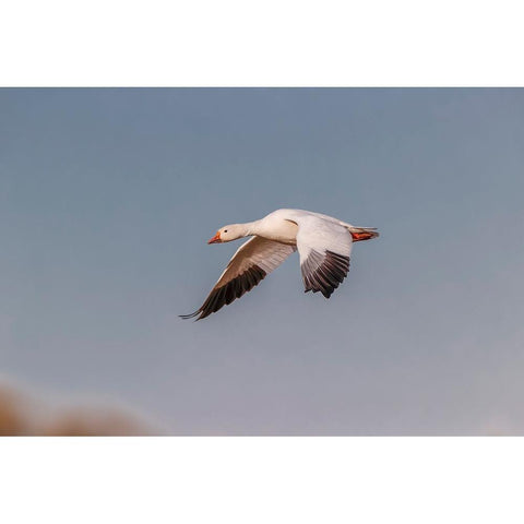 Snow geese flying Bosque del Apache National Wildlife Refuge-New Mexico Black Modern Wood Framed Art Print with Double Matting by Jones, Adam