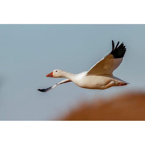 Snow geese flying Bosque del Apache National Wildlife Refuge-New Mexico Black Modern Wood Framed Art Print by Jones, Adam