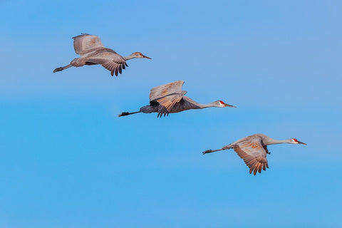 Sandhill cranes flying Bosque del Apache National Wildlife Refuge-New Mexico Black Ornate Wood Framed Art Print with Double Matting by Jones, Adam