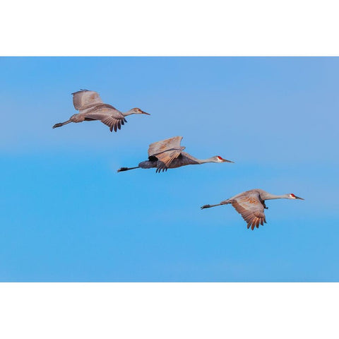 Sandhill cranes flying Bosque del Apache National Wildlife Refuge-New Mexico Black Modern Wood Framed Art Print by Jones, Adam