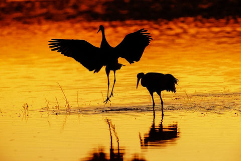 Sandhill cranes silhouetted at sunset Bosque del Apache National Wildlife Refuge-New Mexico White Modern Wood Framed Art Print with Double Matting by Jones, Adam