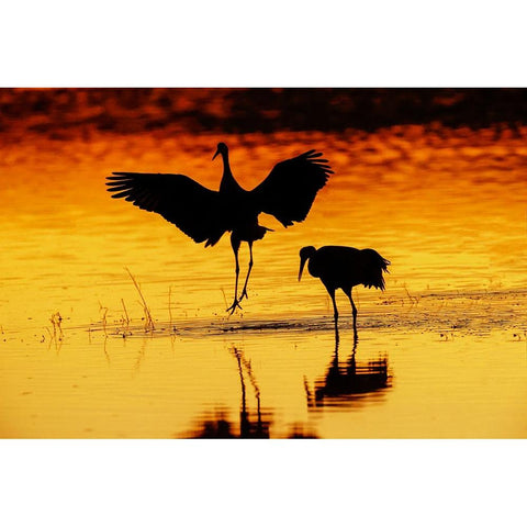 Sandhill cranes silhouetted at sunset Bosque del Apache National Wildlife Refuge-New Mexico Gold Ornate Wood Framed Art Print with Double Matting by Jones, Adam
