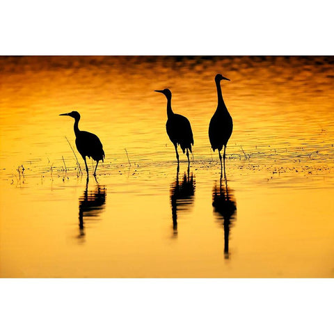 Sandhill cranes silhouetted at sunset Bosque del Apache National Wildlife Refuge-New Mexico Gold Ornate Wood Framed Art Print with Double Matting by Jones, Adam