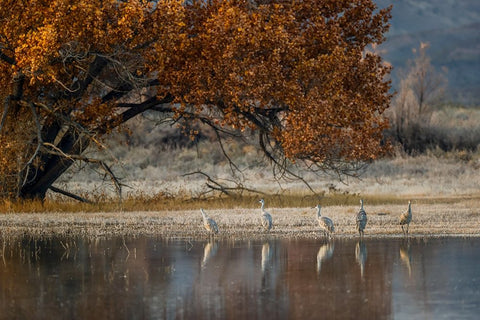 Sandhill cranes and reflection Bosque del Apache National Wildlife Refuge-New Mexico Black Ornate Wood Framed Art Print with Double Matting by Jones, Adam