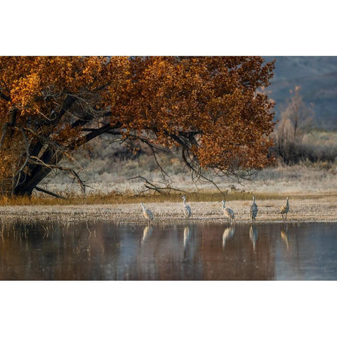 Sandhill cranes and reflection Bosque del Apache National Wildlife Refuge-New Mexico White Modern Wood Framed Art Print by Jones, Adam