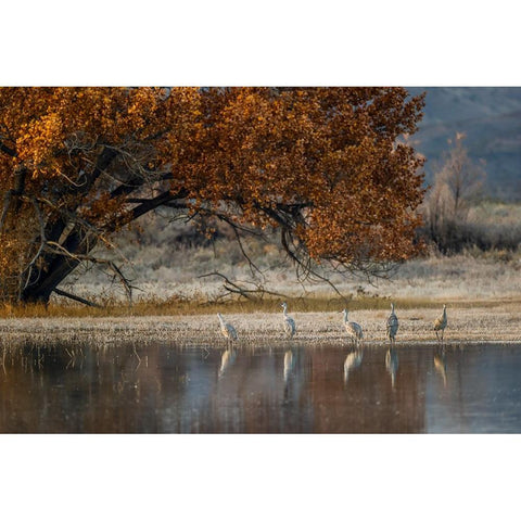 Sandhill cranes and reflection Bosque del Apache National Wildlife Refuge-New Mexico Black Modern Wood Framed Art Print by Jones, Adam