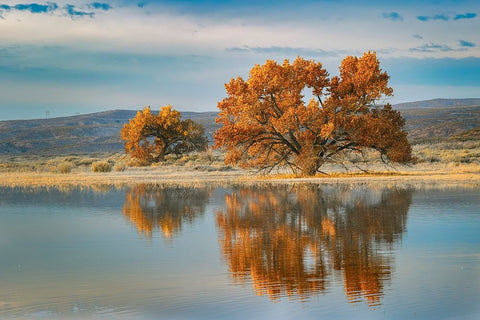 Cottonwood tree reflecting on pond-Bosque del Apache National Wildlife Refuge-New Mexico Black Ornate Wood Framed Art Print with Double Matting by Jones, Adam