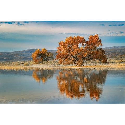 Cottonwood tree reflecting on pond-Bosque del Apache National Wildlife Refuge-New Mexico Black Modern Wood Framed Art Print by Jones, Adam