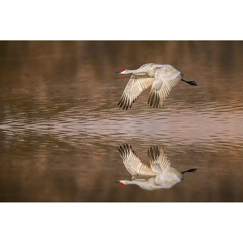 Sandhill crane flying Bosque del Apache National Wildlife Refuge-New Mexico Black Modern Wood Framed Art Print with Double Matting by Jones, Adam