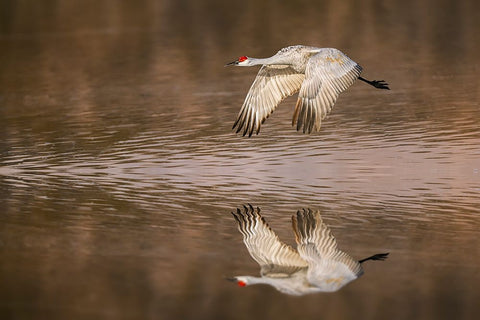 Sandhill crane flying Bosque del Apache National Wildlife Refuge-New Mexico White Modern Wood Framed Art Print with Double Matting by Jones, Adam