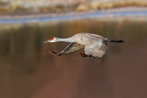 Sandhill crane flying Bosque del Apache National Wildlife Refuge-New Mexico White Modern Wood Framed Art Print with Double Matting by Jones, Adam