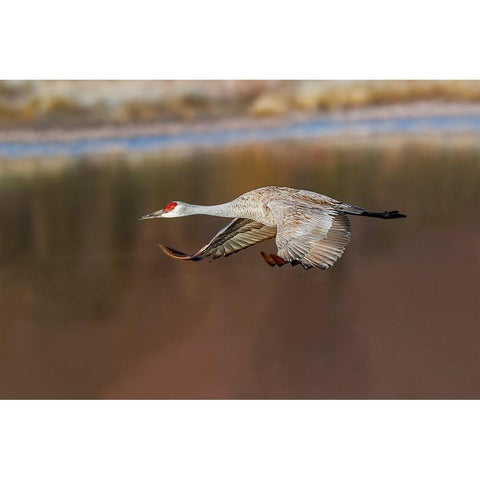 Sandhill crane flying Bosque del Apache National Wildlife Refuge-New Mexico Black Modern Wood Framed Art Print by Jones, Adam