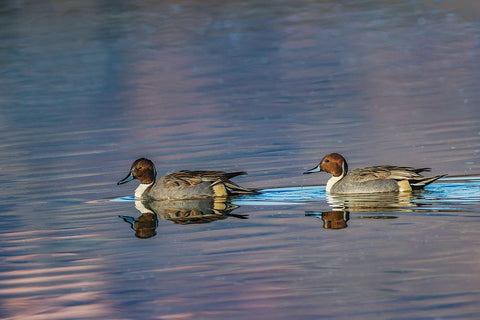 Male and female Northern pintail ducks Bosque del Apache National Wildlife Refuge-New Mexico White Modern Wood Framed Art Print with Double Matting by Jones, Adam