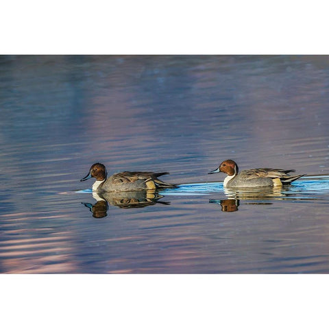 Male and female Northern pintail ducks Bosque del Apache National Wildlife Refuge-New Mexico White Modern Wood Framed Art Print by Jones, Adam