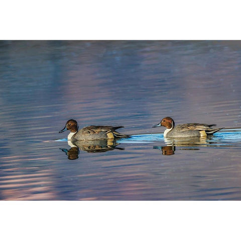 Male and female Northern pintail ducks Bosque del Apache National Wildlife Refuge-New Mexico Black Modern Wood Framed Art Print by Jones, Adam