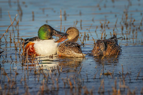 Male with two female Northern shovelers-Bosque del Apache National Wildlife Refuge-New Mexico Black Ornate Wood Framed Art Print with Double Matting by Jones, Adam