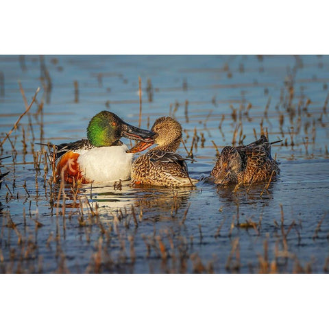 Male with two female Northern shovelers-Bosque del Apache National Wildlife Refuge-New Mexico Black Modern Wood Framed Art Print by Jones, Adam