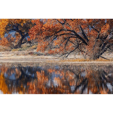 Cottonwood tree reflecting on pond-Bosque del Apache National Wildlife Refuge-New Mexico Black Modern Wood Framed Art Print with Double Matting by Jones, Adam