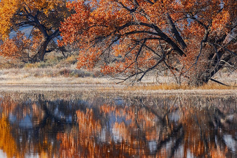 Cottonwood tree reflecting on pond-Bosque del Apache National Wildlife Refuge-New Mexico Black Ornate Wood Framed Art Print with Double Matting by Jones, Adam