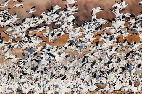 Snow geese flying Bosque del Apache National Wildlife Refuge-New Mexico Black Ornate Wood Framed Art Print with Double Matting by Jones, Adam